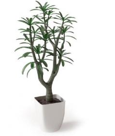 盆栽植物3Dmax模型 (9)
