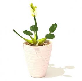 室内盆栽植物3Dmax模型 (47)