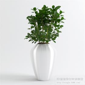 办公酒店植物3Dmax模型 (9)
