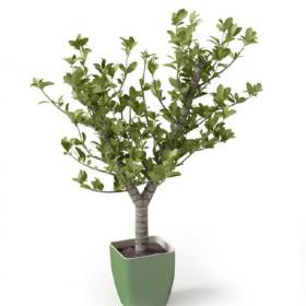 盆栽植物3Dmax模型 (21)