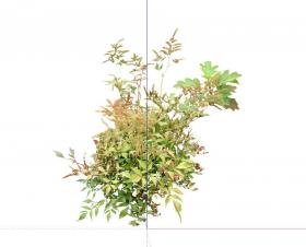 常绿灌木 (143)