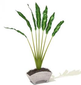 室内盆栽植物3Dmax模型 (20)