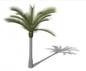 3D热带树 (27)