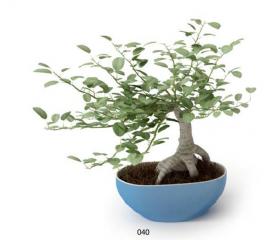 盆栽植物3Dmax模型 (40)
