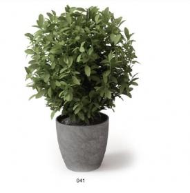 盆栽植物3Dmax模型 (41)