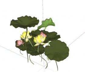 睡莲荷花 (6)