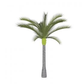棕榈科植物 (23)