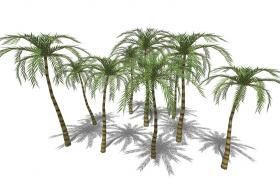 3D热带树 (23)