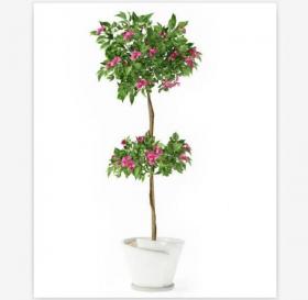 盆栽植物3Dmax模型第二季 (55)