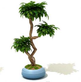 室内盆栽植物3Dmax模型 (30)