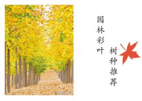 [干货]园林常用彩叶树种推荐（植物介绍+图片）