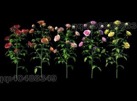 高精度花卉-玫瑰3D模型 (2)