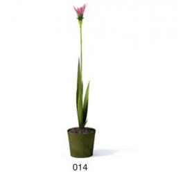 小型装饰植物 3Dmax模型. (14)