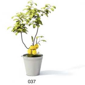 小型装饰植物 3Dmax模型. (37)