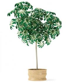 盆栽植物3Dmax模型第二季 (22)