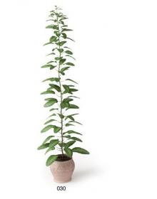盆栽植物3Dmax模型 (30)