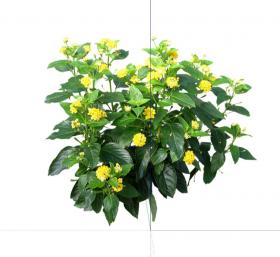 花卉灌木 (4)