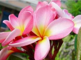 草本花卉大合集