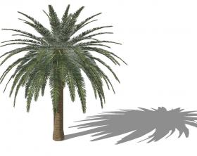 3D热带树 (2)