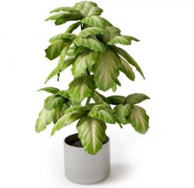 盆栽植物3Dmax模型 (13)