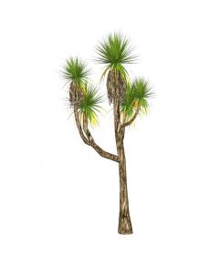棕榈科植物 (5)