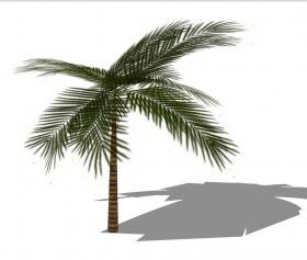 3D热带树 (7)
