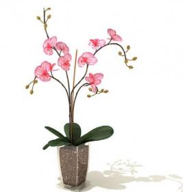 室内盆栽植物3Dmax模型 (53)