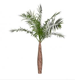 棕榈科植物 (21)