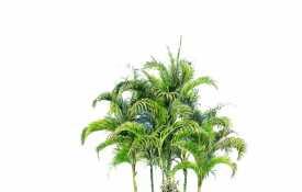 棕榈科植物 (25)