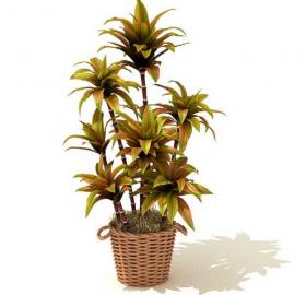 室内盆栽植物3Dmax模型 (62)