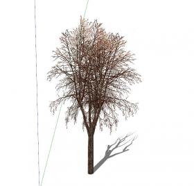 枯树冬季树 (4)