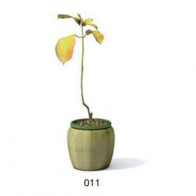 小型装饰植物 3Dmax模型. (11)