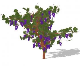 3D灌木 (1)