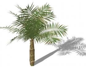 3D热带树 (9)