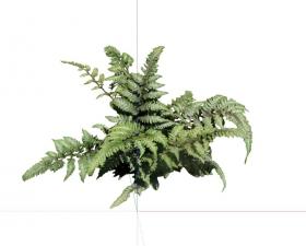 常绿灌木 (11)