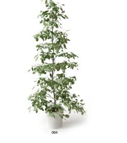 盆栽植物3Dmax模型 (64)