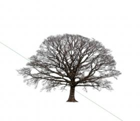 枯树冬季树 (7)