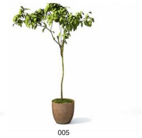 小型装饰植物 3Dmax模型. (5)