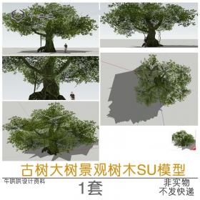 T1336古树大树景观树木SU模型公园古树孤植树SU草图大师sketc...