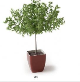 盆栽植物3Dmax模型 (65)