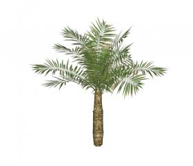 棕榈科植物 (2)