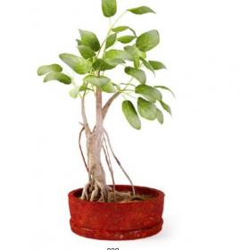 盆栽植物3Dmax模型第二季 (32)
