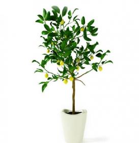 盆栽植物3Dmax模型第二季 (64)