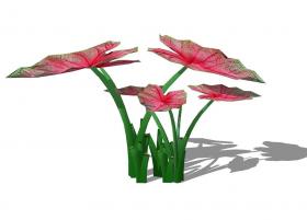五彩芋 植物(18)