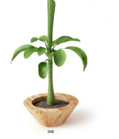 盆栽植物3Dmax模型 (48)