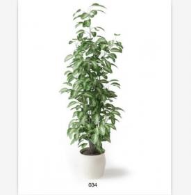 盆栽植物3Dmax模型 (34)
