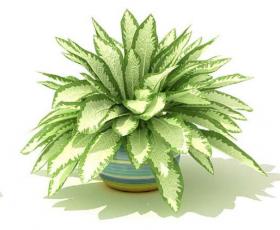 室内盆栽植物3Dmax模型 (60)