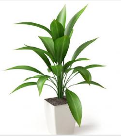 盆栽植物3Dmax模型 (7)