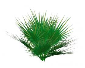 棕榈科植物 (3)