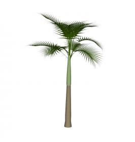 棕榈科植物 (11)